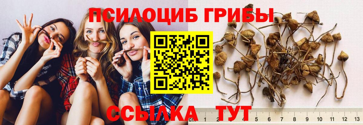 Мценск  Псилоцибиновые грибы Magic Shrooms  Галлюциногенные грибы Magic Shrooms  Вход с VPN 